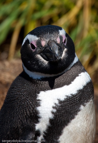 Магелланские пингвины Фолклендских островов
