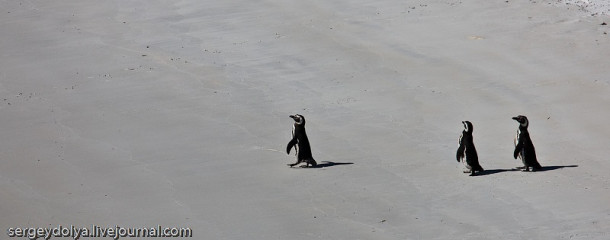 Магелланские пингвины Фолклендских островов