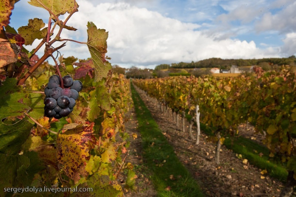 Французские виноградники и винные погреба